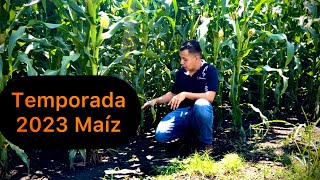 Cultivo de maíz temporada 2023 Todo un reto en la producción de maíz 🌽 Generalidades [upl. by Okier]