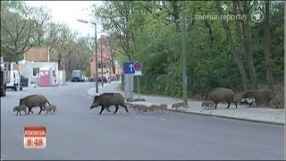 Wildschweine entern die Hauptstadt Berlin [upl. by Zephan]