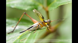 How does Cricket Nisitrus vittatus Make Sound [upl. by Assetan]