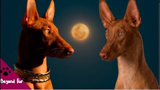 Pharaoh’s Favorite DogAncient Blushing Pharaoh Hound [upl. by Margarida]