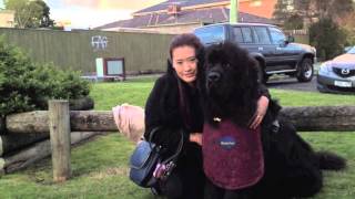 My Newfoundland Dog A day with Honeybun [upl. by Ydda]