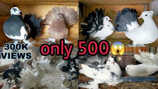 Indian fantail pigeon for salelakkha kabutar for saleand breeding😍 setup show [upl. by Tnecnev]