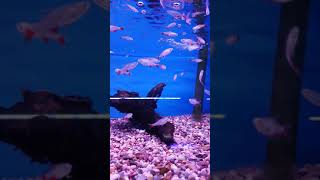 Beautiful Bloodfin tetra Shoaling Blood Fin Tetras Tropical Fish tank Peaceful Community Fish [upl. by Moya123]