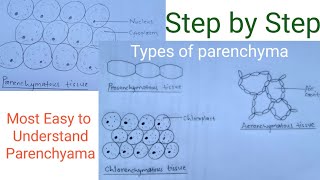 How to draw parenchymatous tissue  Types of parenchyma  Easy way [upl. by Feeney]