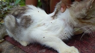 Remove millions fleas with comb on my kitten [upl. by Hickie]