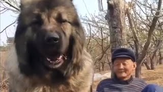 GIANT CAUCASIAN SHEPHERD💰💯 [upl. by Nagam]