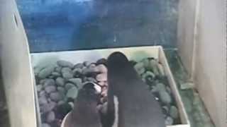 Shocking video Male penguin eats its newlyhatched chick [upl. by Ailuy]