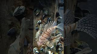 Lionfish 🐠 fishaquarium vgpmarinekingdom [upl. by Acillegna]