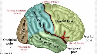 anatomy lect 1 surface anatomy of the brain [upl. by Llesram]