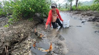 Rainy Day Seafood Hunt Catching Mud Crabs [upl. by Fields278]