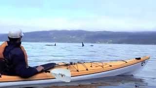 Whale Watching Orca Camp Tour Close Encounters  Vancouver Island  BC [upl. by Wernick907]