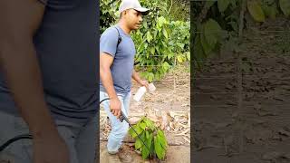 Abonos foliares para cacao agricultura cacao viralyoutube [upl. by Sikras608]