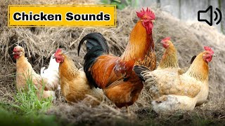 Chicken Sounds  Rooster and Hen Sound  Hen Video [upl. by Souvaine]