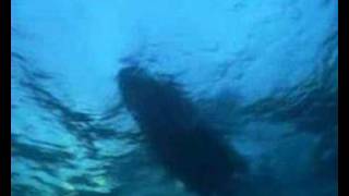 Freediving with orcas  killer whales [upl. by Chalmer]