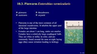 19 Medical Parasitology Nematodes [upl. by Irolam]