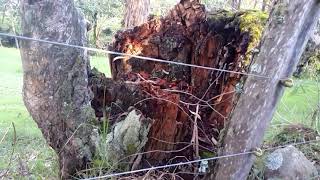 Troncos viejos utilizados en COBERTURA en siembra de orquídeas campesinas [upl. by Aitram]