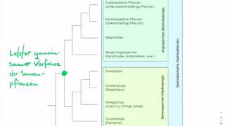 Phylogenie der Samenpflanzen [upl. by Akenit]