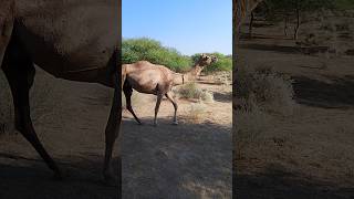 Yellow Camel walking desert beauty scene enjoy camel shorts viralvideo [upl. by Tesler]