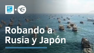 El saqueo de los pescadores norcoreanos en aguas extranjeras • Documental vía FRANCE 24 Español [upl. by Zantos702]