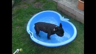 French Bulldog Hugo running leap into splash pool absolute classic [upl. by Akinirt]