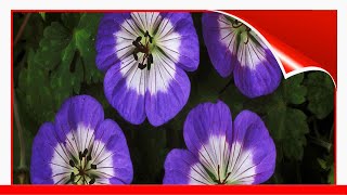 16 EyeCatching Varieties Of Hardy Geranium 🛋️ [upl. by Derk475]