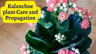 Kalanchoe plant Care and Propagation kalanchoe [upl. by Annagroeg]