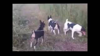 Rat Terrier Hunting Video [upl. by Ititrefen820]