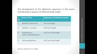 Weberian Ossicles [upl. by Ardnaz318]