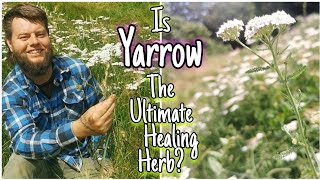 Yarrow  An Ancient Edible amp Medicinal Herb 🌿 Facts Uses amp Mythology Achillea millefolium [upl. by Verene]