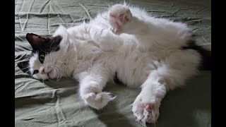 My polydactyl cat Lila shows off her huge paws [upl. by Michiko]