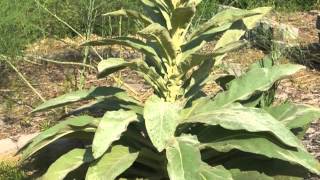 Plant portrait  Common mullein Verbascum thapsus [upl. by Gittle]