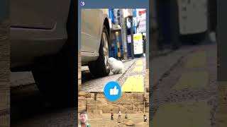 Dog for Fun 😊 Dogs 🐕 upar kaise char geya trending funny viralvideo youtubeshorts cr7comedy [upl. by Prentiss945]