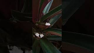 Rhoeo discolor plant identification biology practicals biology practice practicaltips plants [upl. by Naniac59]