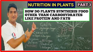 How do plant synthesis food other than carbohydrates Nutrition in plants  Class 7th Science Part 3 [upl. by Nosnek347]