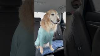 대형견 산책 Vlog  대형견 일상 골든리트리버 천사견 Big Dog Walk  Walk Vlog  Golden Retriever  일상 브이로그  강아지교육 [upl. by Soinotna]