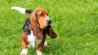 Are Basset Hounds Prone to Digging in the Yard [upl. by Elodie]