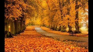 Mikayel Vardanyan  An Autumn Date In A French Forest 1 2021 [upl. by Mendoza222]