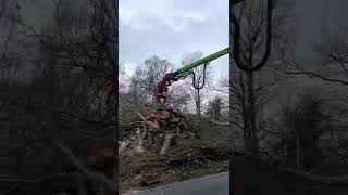 Sennebogen 728 Cutting Down Diseased Tree shorts [upl. by Gerdeen287]