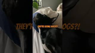 Trying to scare my dog into behaving standupcomedy trump frenchbulldog [upl. by Glanti]