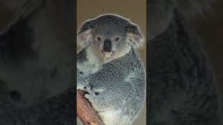 Cute Koala Bear at the San Diego Zoo [upl. by Thanh]