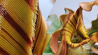 Carnivorous plant nepenthes veitchii closer look [upl. by Hedelman]