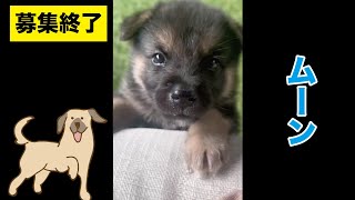 【募集終了】里親様が決まりました♡ムーン 2ヶ月 ♂ ミックス 犬 [upl. by Jaclyn]