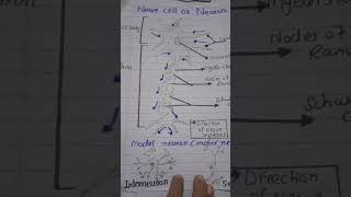 structure of nerve cell or neuron  Motor neuron  sensory neuron interneurons [upl. by Eissej]