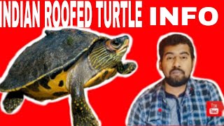 India roofed Turtle Information amp Care [upl. by Eizeerb13]