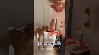 ITALIAN GREYHOUND BIRTHDAY CELEBRATION…My adopted granddogfollowershighlights dogbirthday [upl. by Ahsirpac]