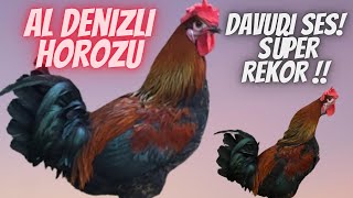 Al DENÄ°ZLÄ° HOROZU Ã–TÃœÅÃœ DAVUDI SES Ã–TERKEN NEFESI KESILMEYEN DENIZLI HOROZU [upl. by Chesney]