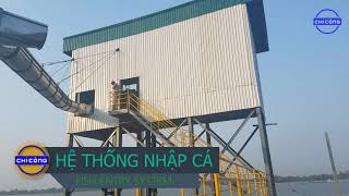 CHICONG Nhập cá nguyên liệu nhập cá tra cá basa dạng máng trượt nhập cá từ ghe lên cá [upl. by Hartley]