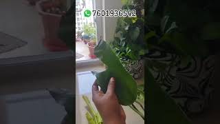 Customer review about my home garden plants review about after received there plantssellingplants [upl. by Ahsot]