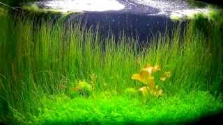 1 year timelapse Freshwater Aquarium quotPearling Galaxyquot Layout and Story [upl. by Kuth305]