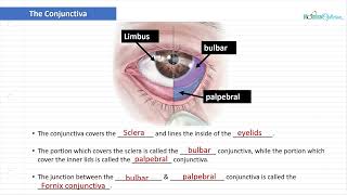 Optician Training The Conjunctiva Ocular Anatomy Lecture 3 [upl. by Eibloc]